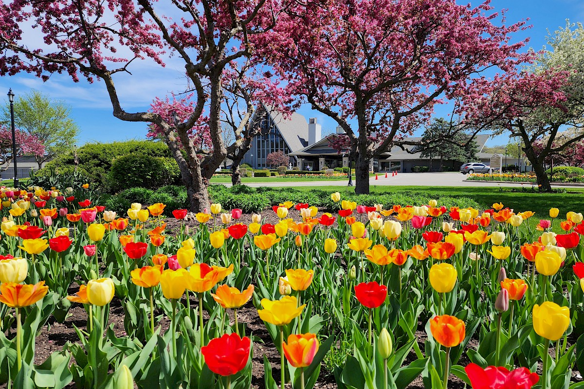 A vibrant garden with red, yellow, and orange tulips. Pink flowering trees in the background against a clear blue sky, and a distant building.