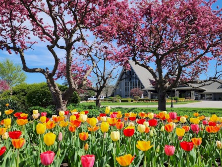 Springtime with colorful tulips, blossoming trees, and a modern church building under a bright blue sky.