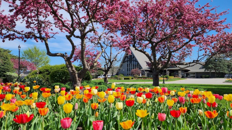 A colorful garden with blooming tulips in front of trees with pink blossoms and a modern building, under a bright blue sky.