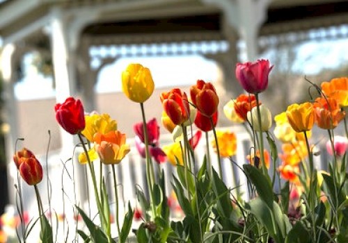 Colorful tulips bloom in front of a white gazebo with a shingled roof under a clear blue sky.