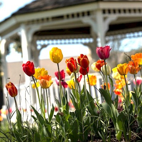 Colorful tulips bloom in front of a white gazebo with a shingled roof under a clear blue sky.