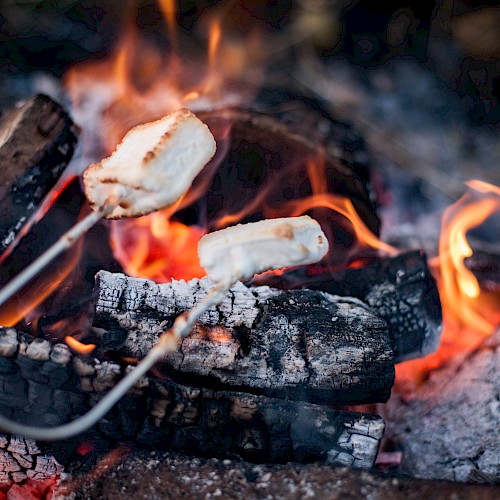 Marshmallows are being roasted over a campfire with burning logs and glowing embers.