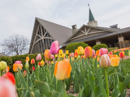 A beautiful garden with colorful tulips in the foreground and a large building with a triangular roof and a spire in the background.
