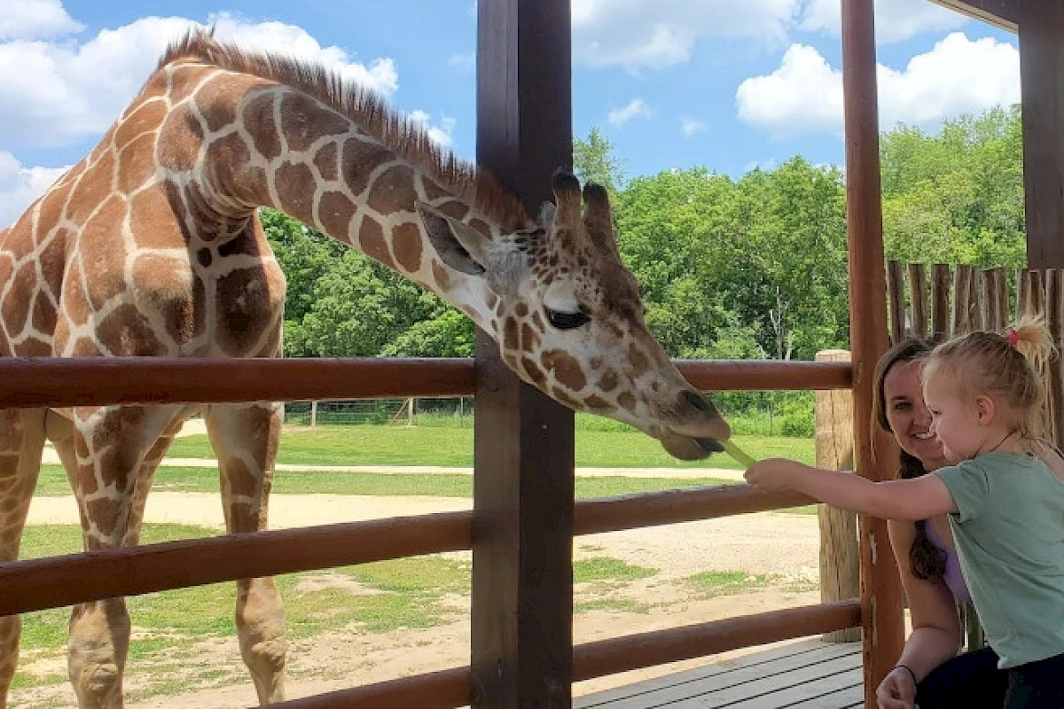 A child feeds a giraffe through a fence, accompanied by an adult, in an outdoor setting with trees and a clear sky.