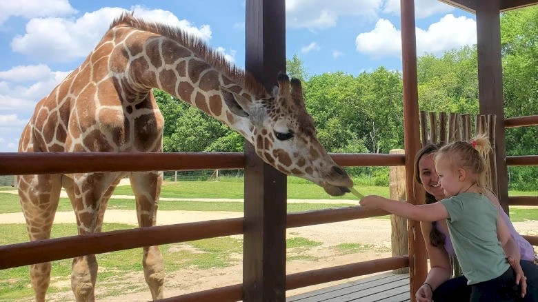 A child feeds a giraffe through a fence, accompanied by an adult, in an outdoor setting with trees and a clear sky.